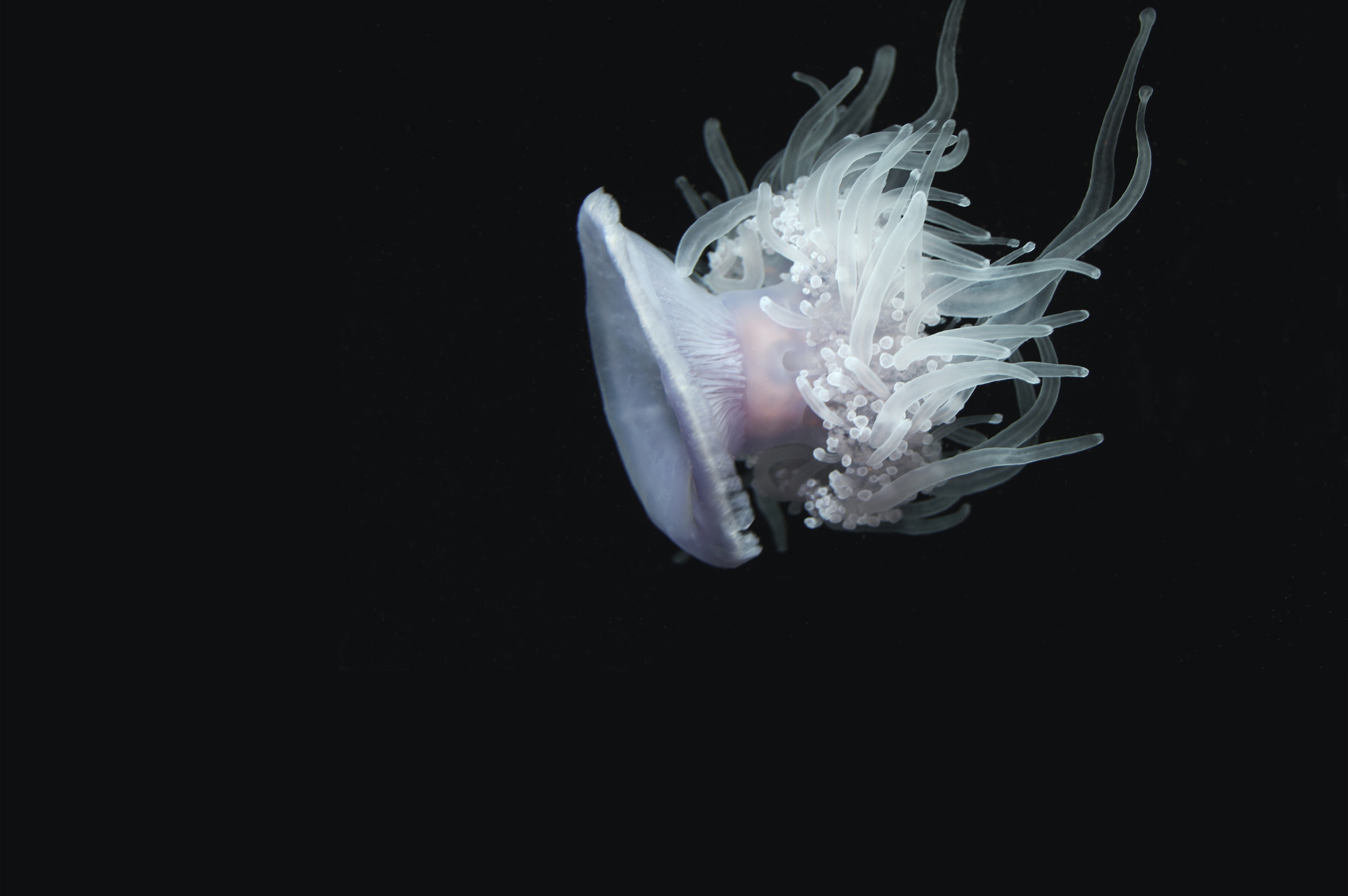 3D Floating Jellyfish